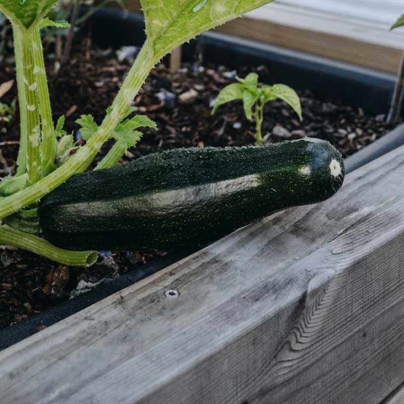 Kesäkurpitsa / Kesäkurpitsa 'Diamant' F1