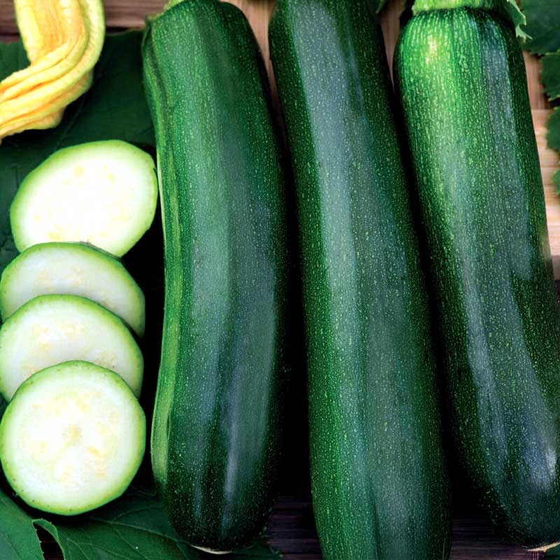 Kiipeävä kesäkurpitsa 'Black Forest' F1