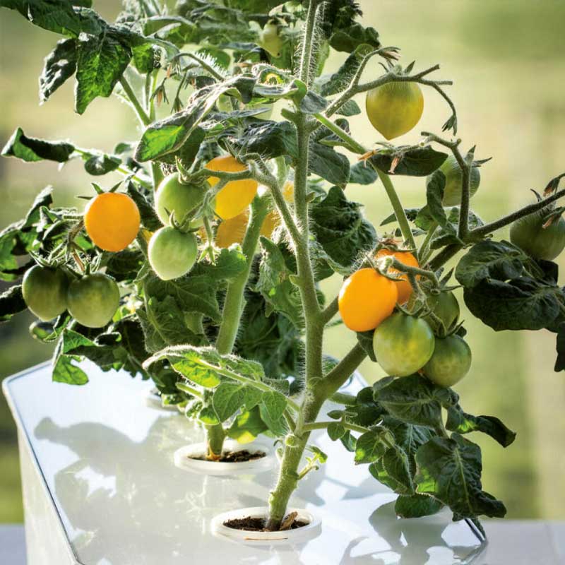 Kirsikkatomaatti 'Twiggy Orange' F1 - Harvy