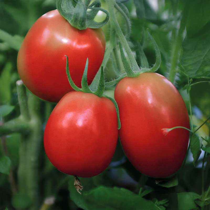 Pensas tomaatti 'Rio Grande'