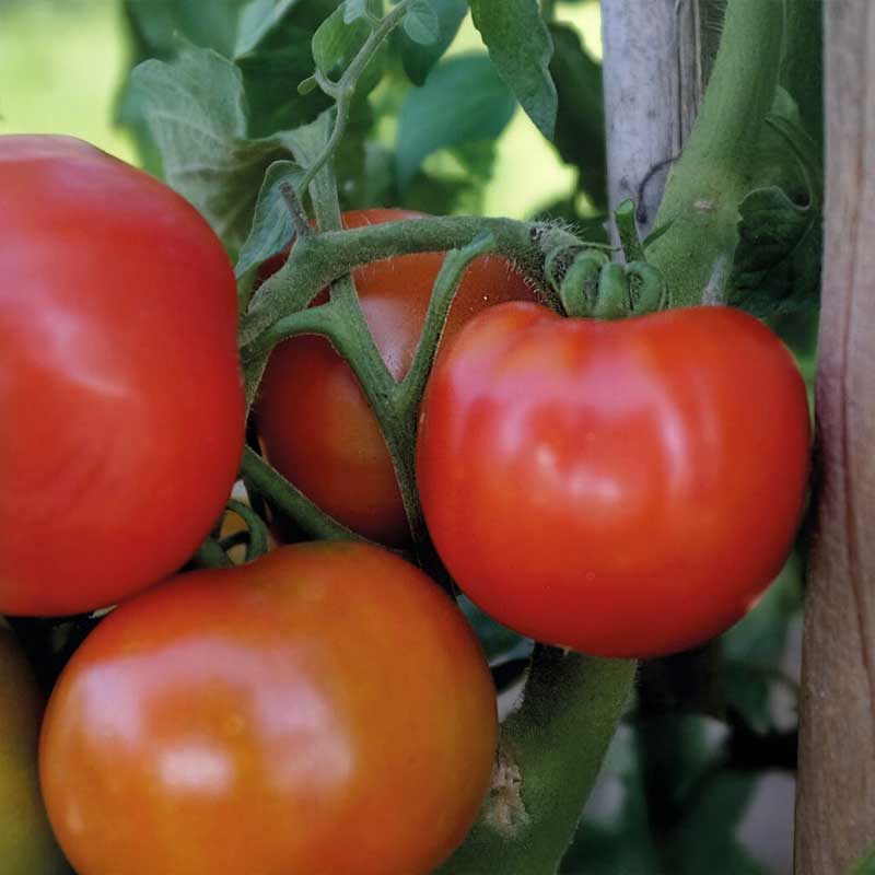 Pensas tomaatti 'Galadiant' F1