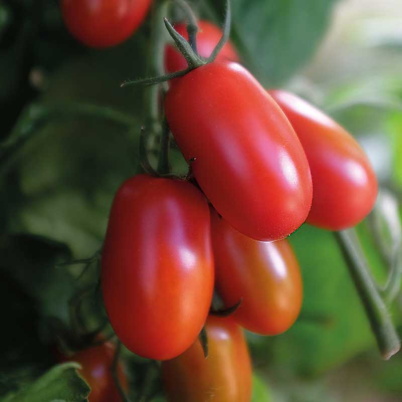 Tomaatti 'Ravello' F1