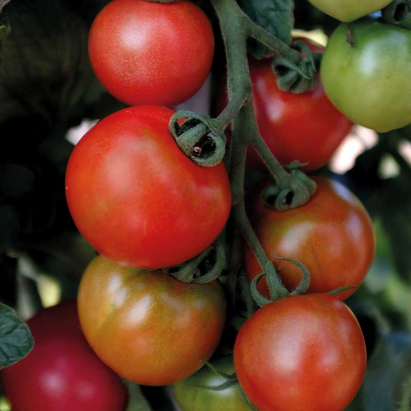 Tomaatti 'Moneymaker'