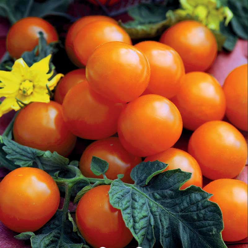 Kirsikkatomaatti 'Sungold' F1