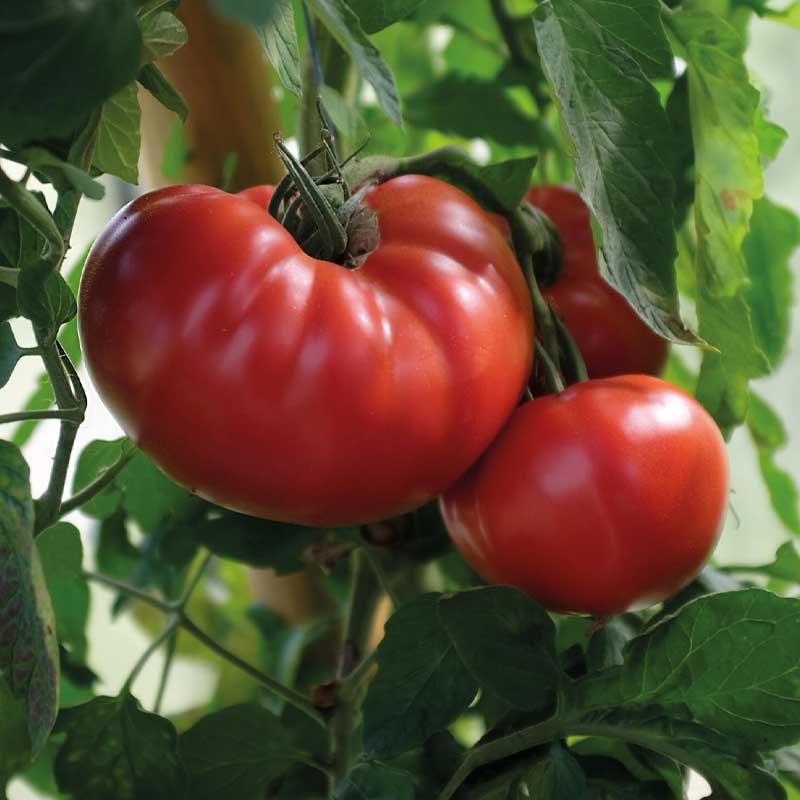 Tomaatti 'Gigantomo' F1