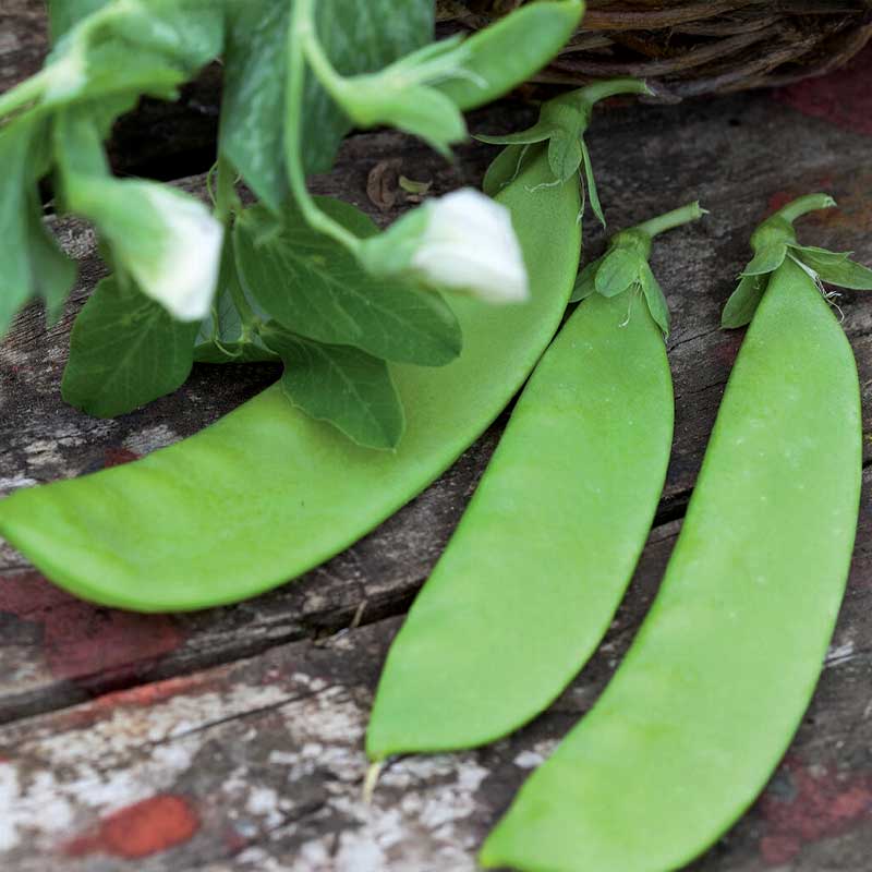 Sugar Snap Pea 'Norli'