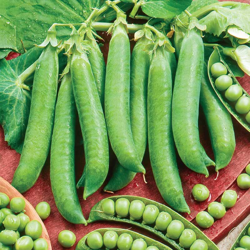 Pea , låg 'Kelvedon Wonder'