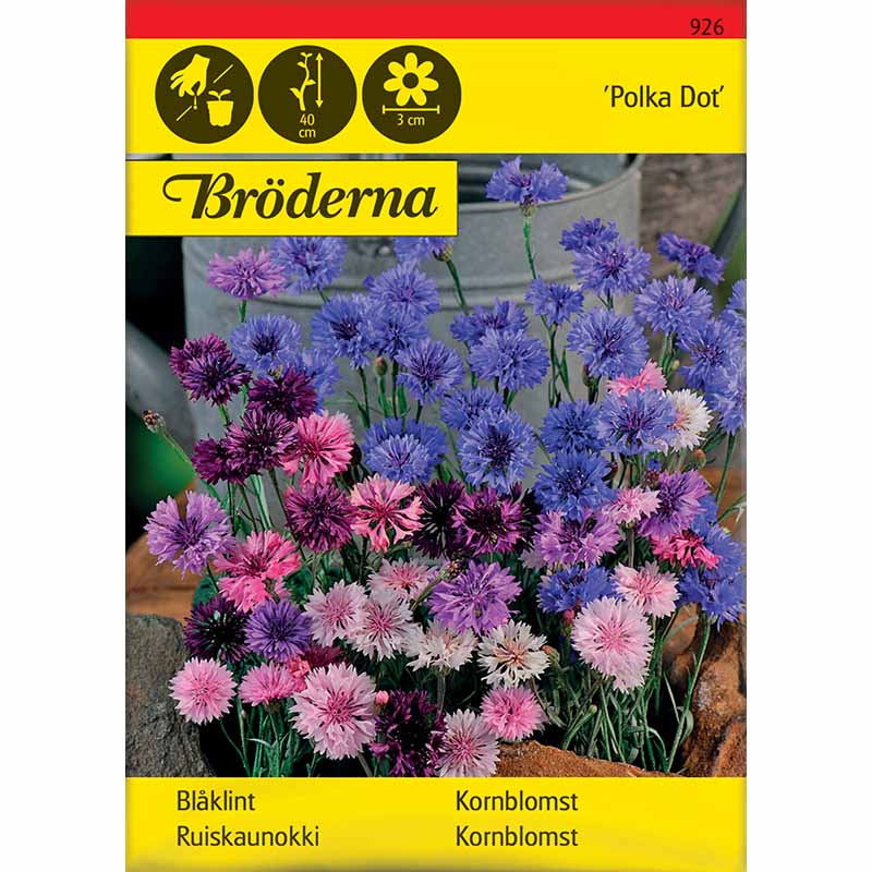 Ruiskukka 'Polka Dot'