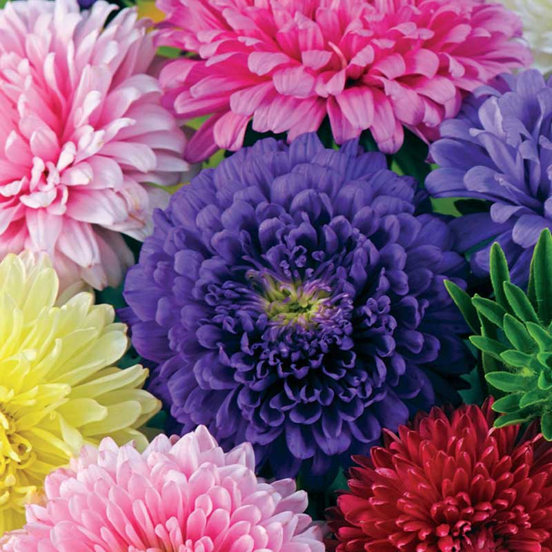 Kesäasteri 'Semi-Tall mix'