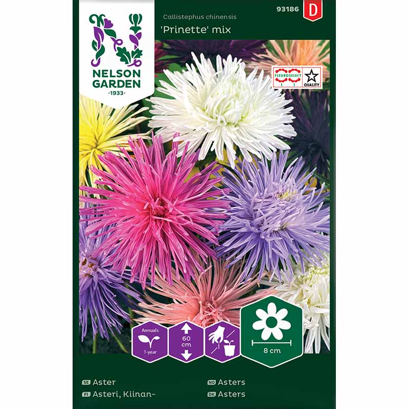 Kesäasteri 'Prinette' mix