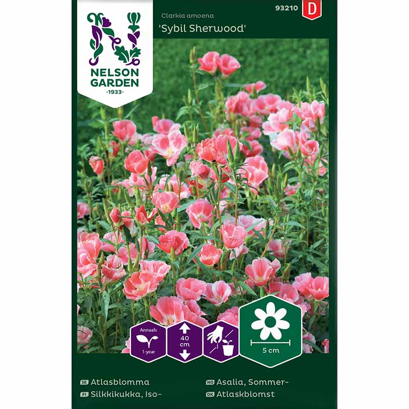 Godetia 'Sybil Sherwood'