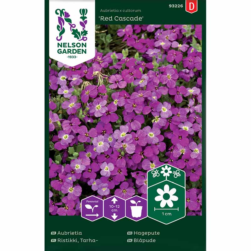 Aubrietia 'Red Cascade'