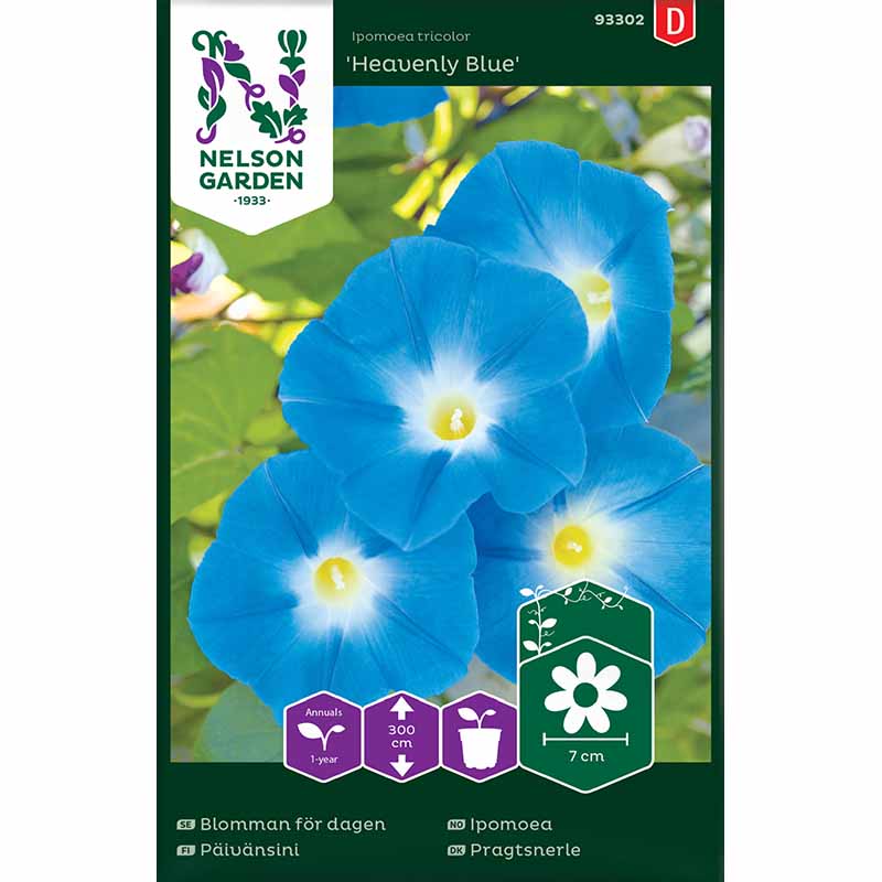 Köynnöskrassi 'Heavenly Blue'