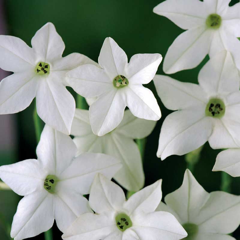 Suurikukkainen koristekessakki 'Grandiflora'