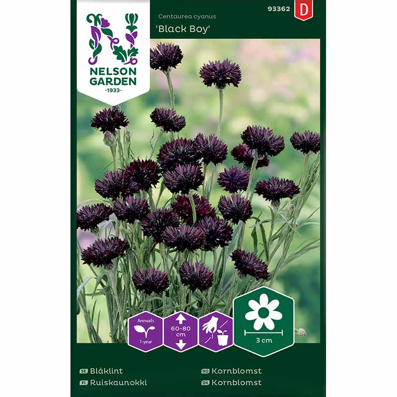 Ruiskaunokki 'Black Boy'