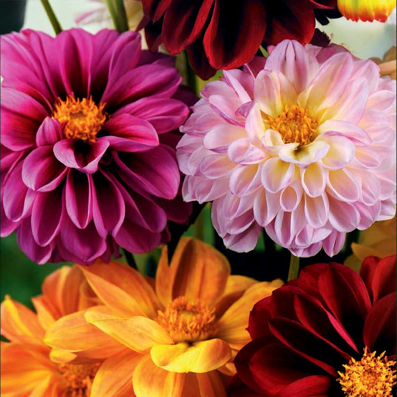 Kesädahlia 'Redskin'