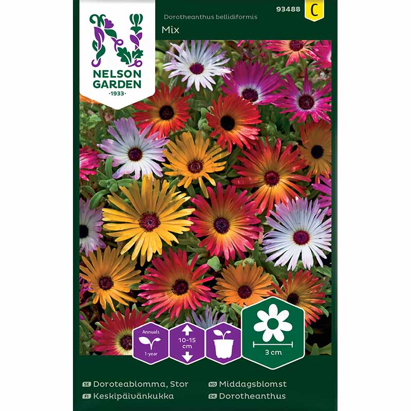 Stor Doroteablomma Mix