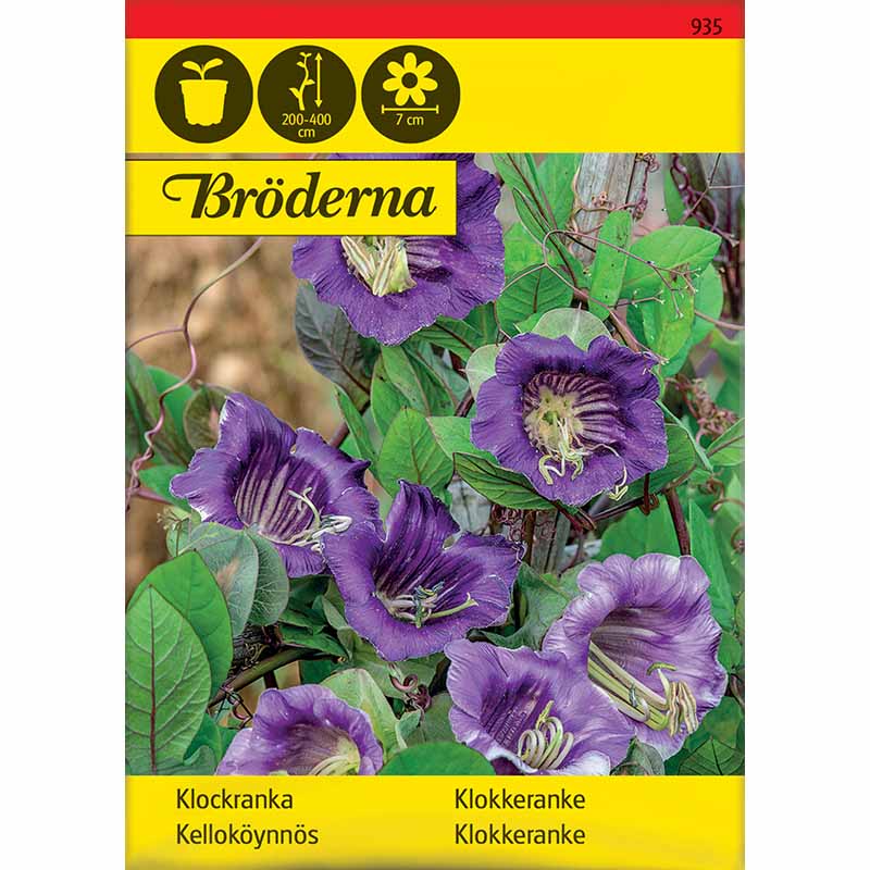 Sininen kelloköynnös