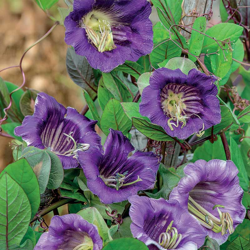 Sininen kelloköynnös