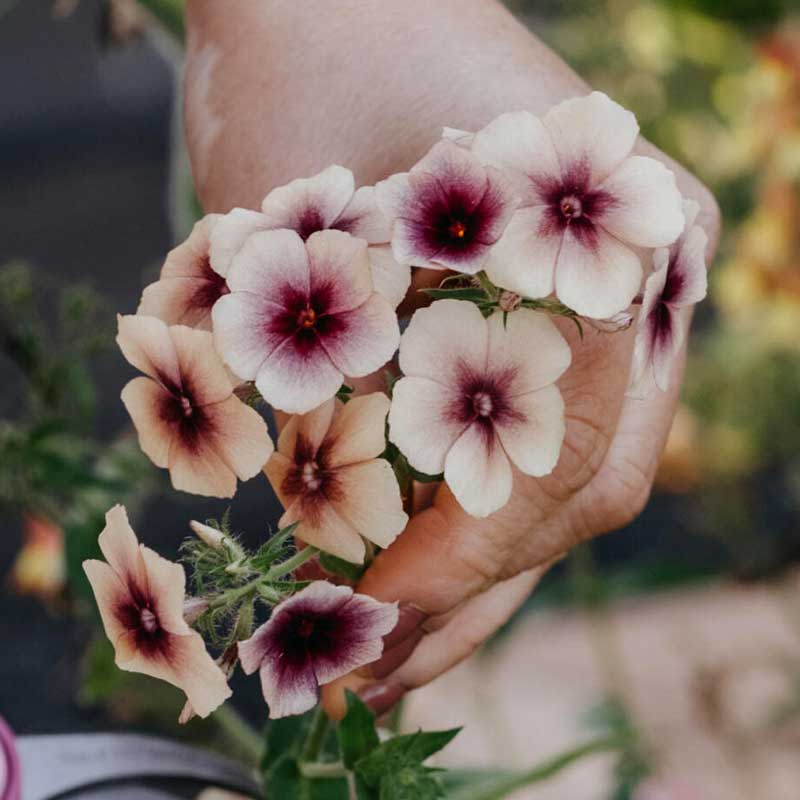 Kesäloistosalvia 'Cherry Caramel'
