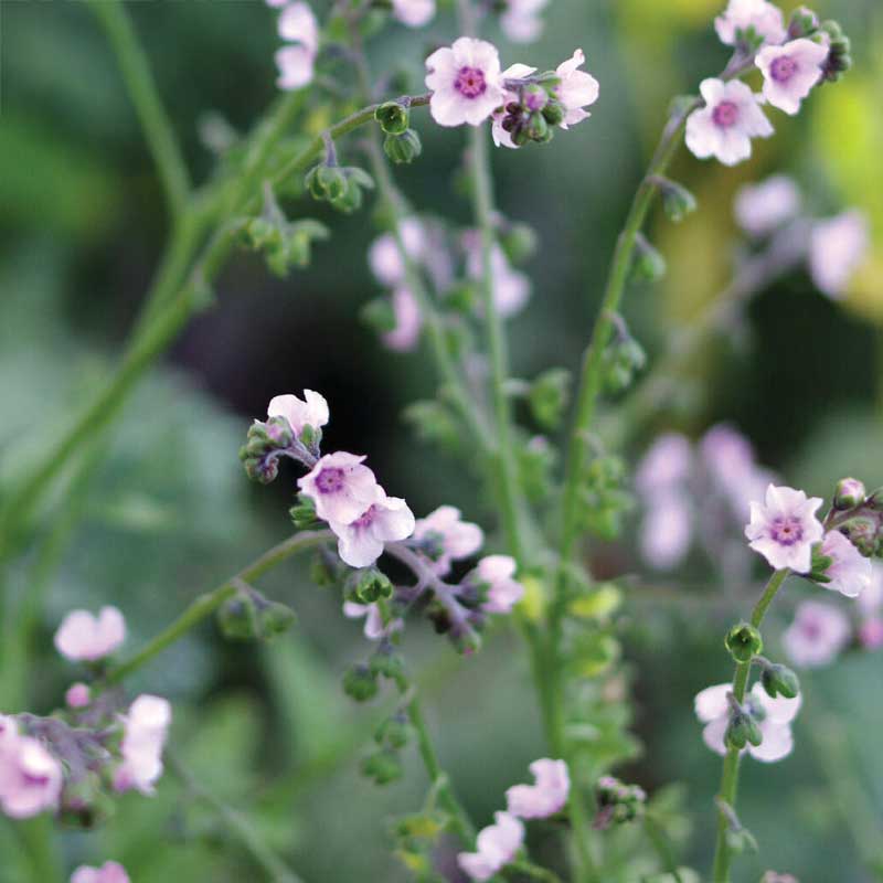 Kiinalainen Lemmikki 'Mystery Rose'