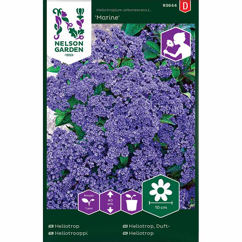 Heliotrooppi 'Marine'