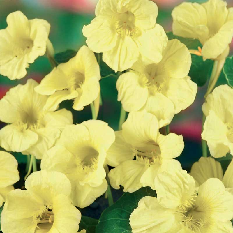 Köynnöskrassi 'Milkmaid'