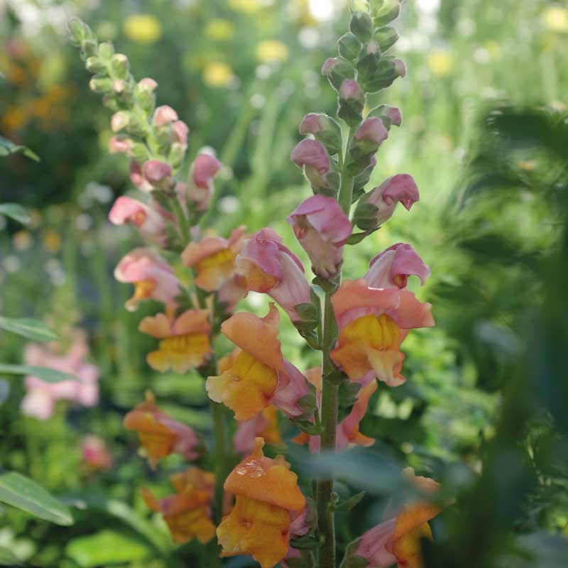 Leijonankita 'Opus Early Bronze' F1