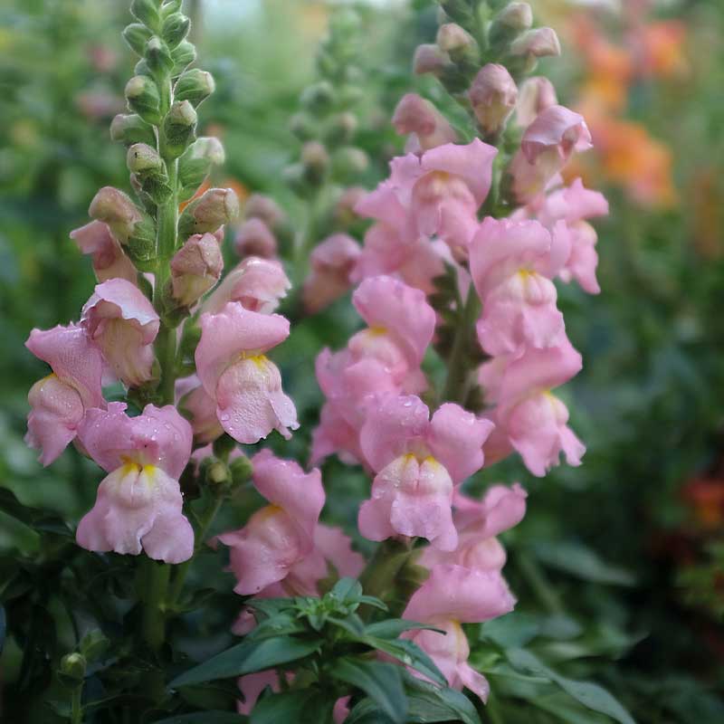 Leijonankita 'Opus Pink' F1