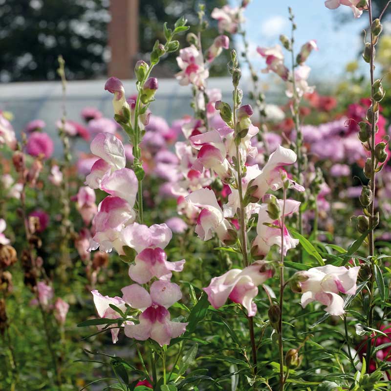 Leijonankita 'Lucky Lips'