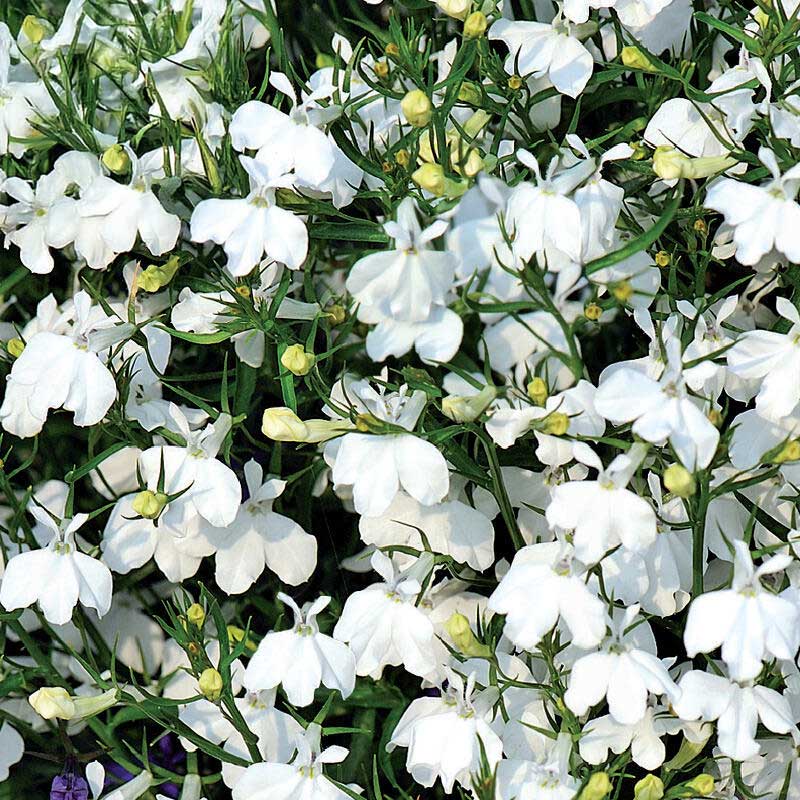 Reunalobelia 'Snowball'