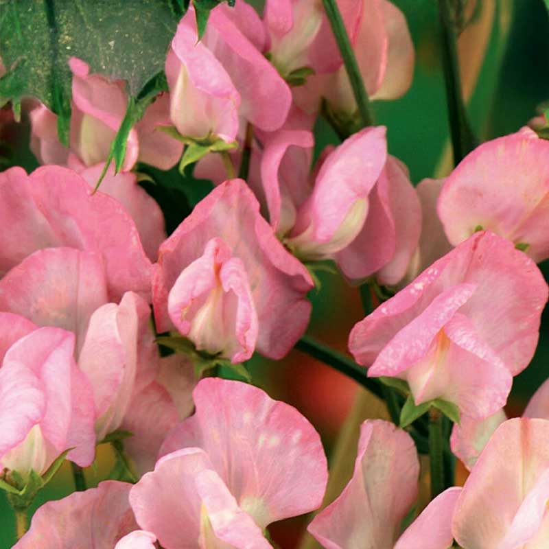 Tuoksuherne 'Royal Rose'