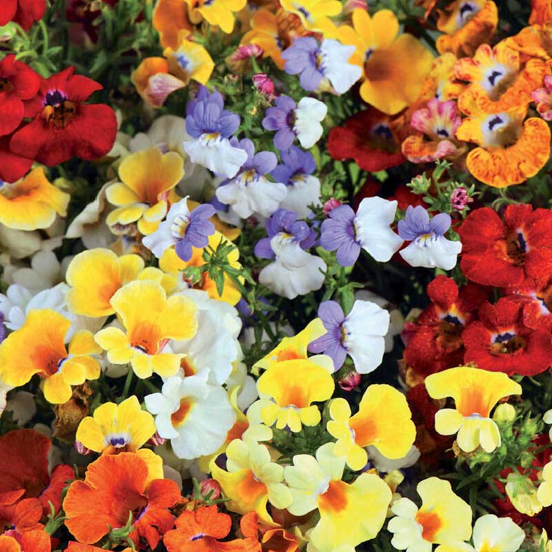 Nemesia Carnival mixed