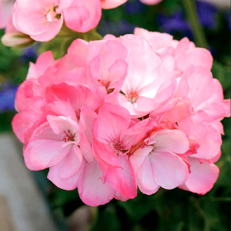 Pelargoni 'Inspire Pink' F1
