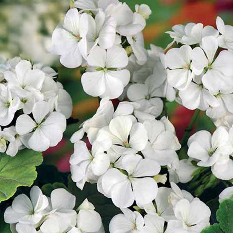 Pelargoni 'Inspire White' F1