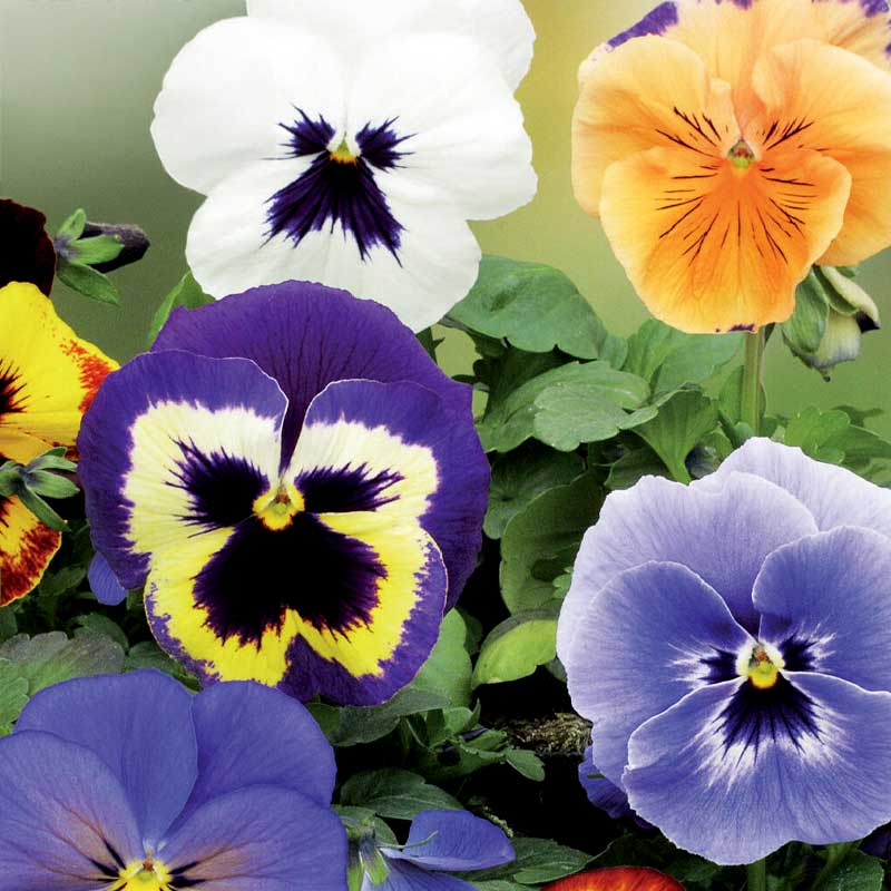 Orvokki 'Florist Strain'