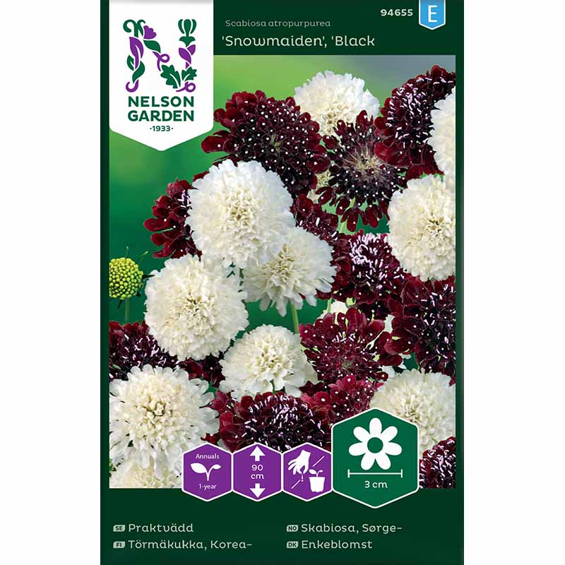 Kesäskabiosa Snowmaiden, Black Knight