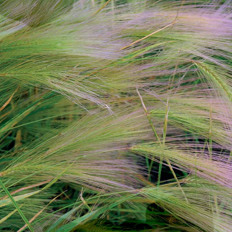 Koristeheinä Oravaheinä