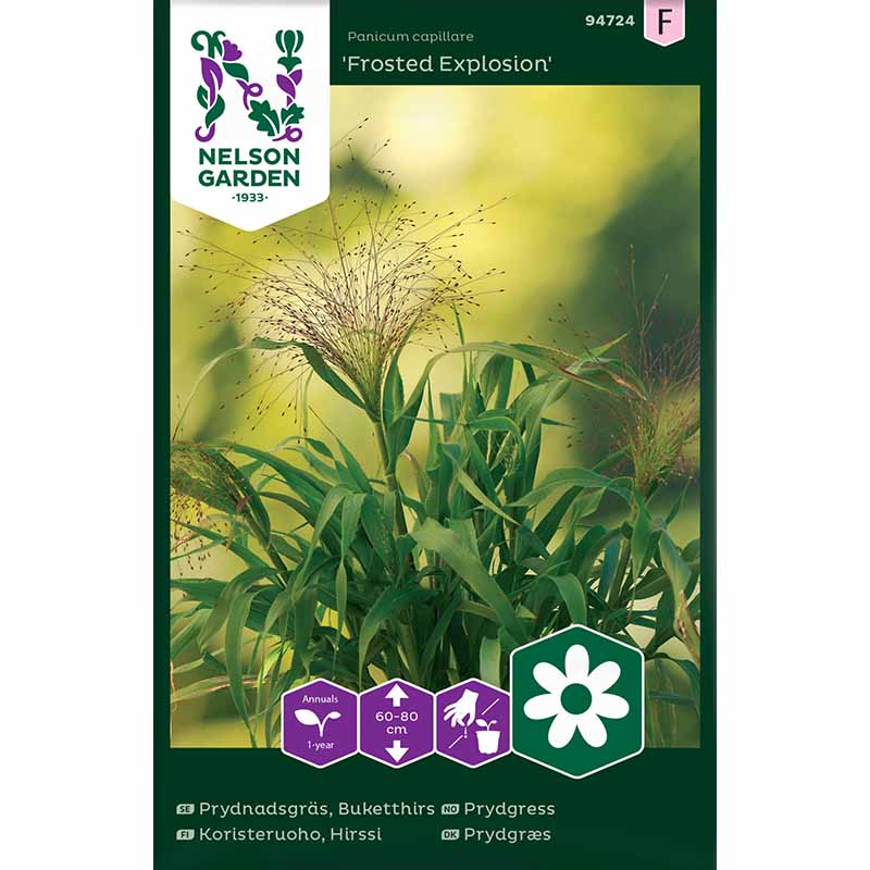 Koristeheinä 'Frosted Explosion'