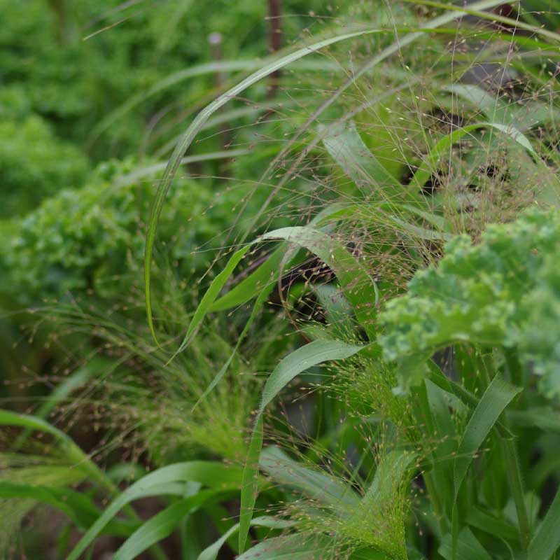 Koristeheinä 'Frosted Explosion'