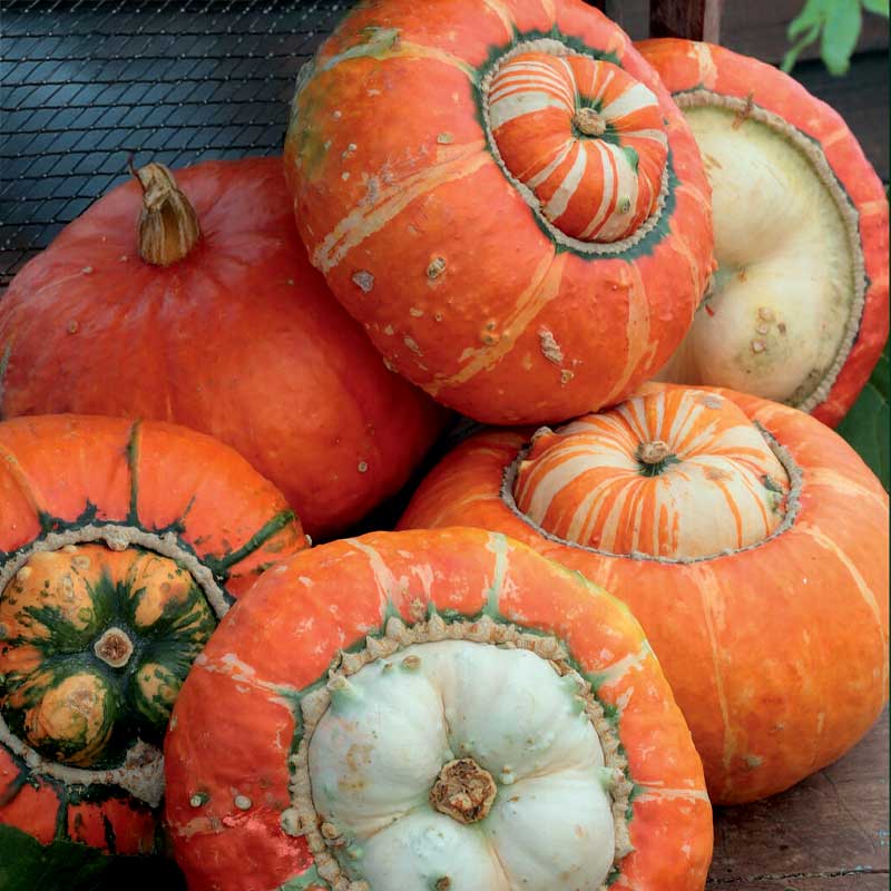 Koristekurpitsa 'Turk's Turban'