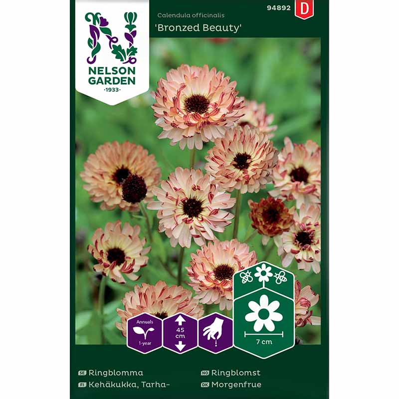 Kehäkukka 'Bronzed Beauty'