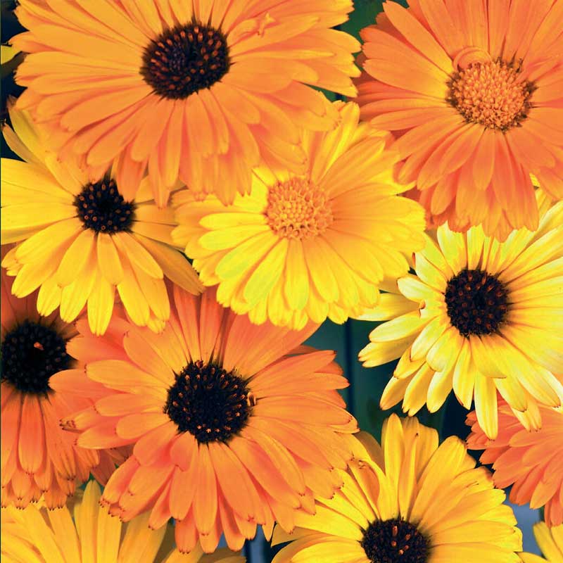 Kehäkukka Daisy Citrus Mix