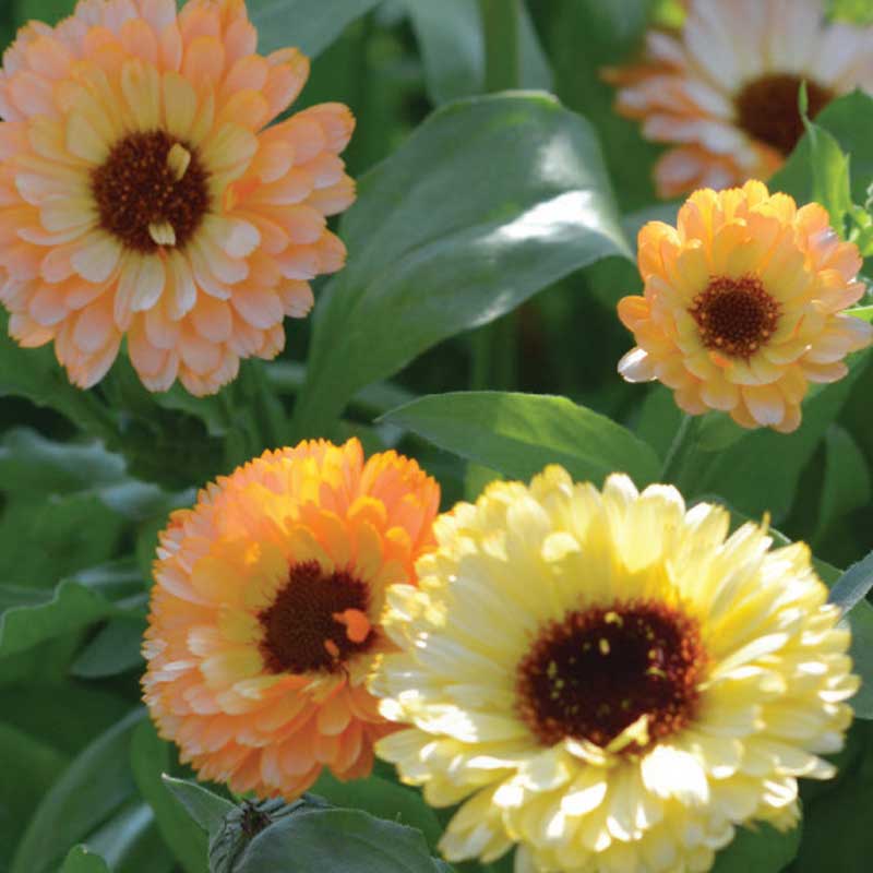 Kehäkukka 'Cantaloupe'