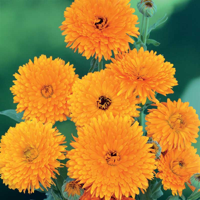 Kehäkukka 'Pacific Beauty'