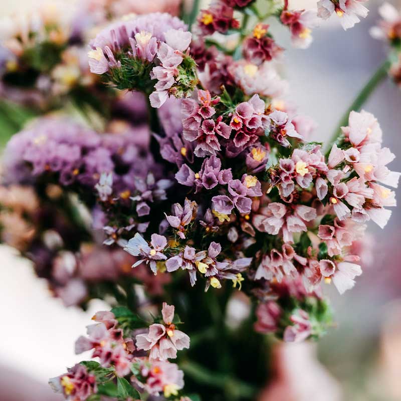 Sinikönnös 'Cutie Apricot'