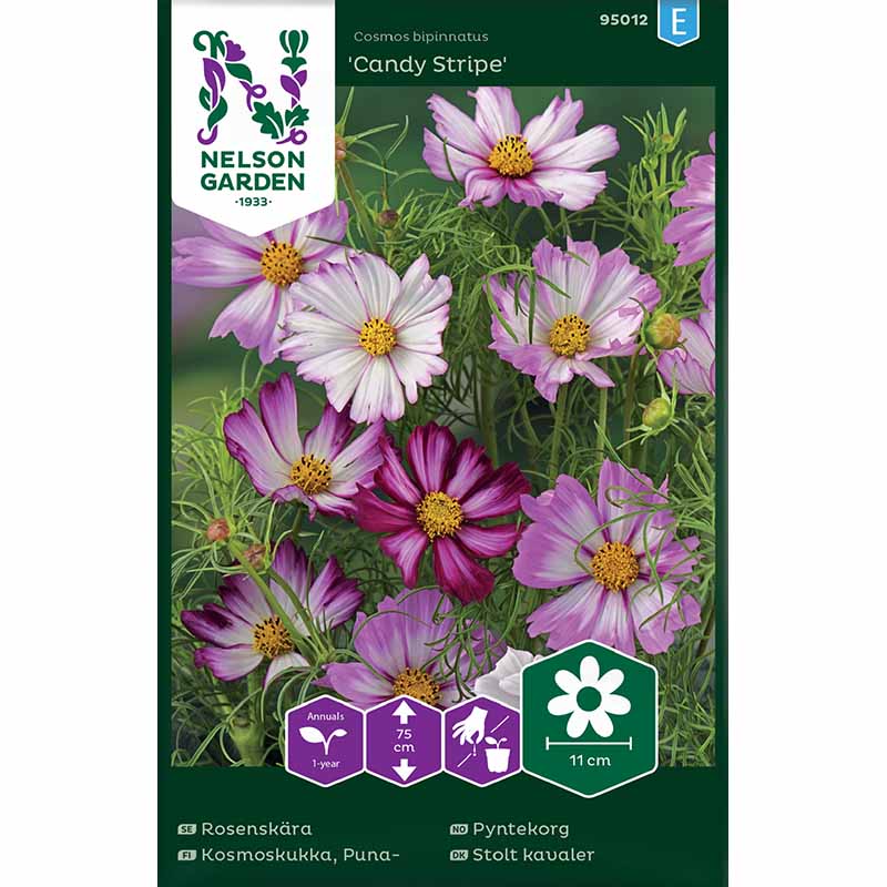 Kosmoskukka 'Candy Stripe'