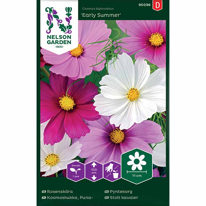 Kosmoskukka 'Early Summer'