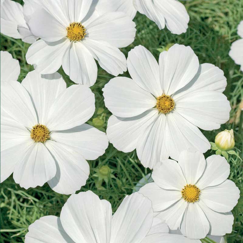 Kosmoskukka 'Purity'