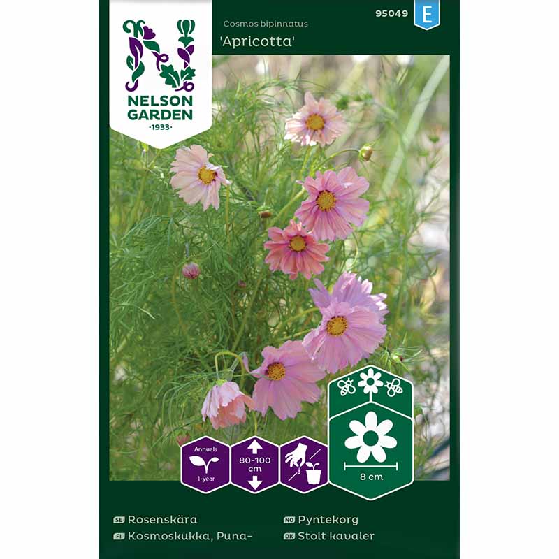 Kosmoskukka 'Apricotta'